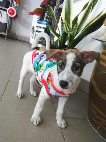 Lucky - Mixed Breed Dog