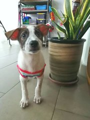 Lucky - Mixed Breed Dog