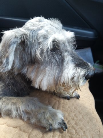 Owner Found! - Schnauzer Dog