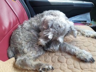 Owner Found! - Schnauzer Dog