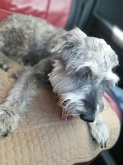 Owner Found! - Schnauzer Dog