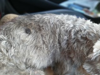 Owner Found! - Schnauzer Dog