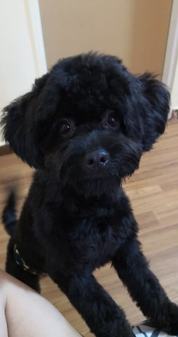 Coffee  - Poodle + Shih Tzu Dog