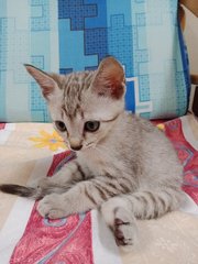 Light Grey - Domestic Short Hair Cat