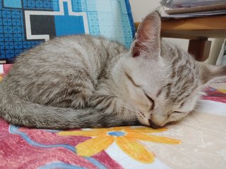 Light Grey - Domestic Short Hair Cat