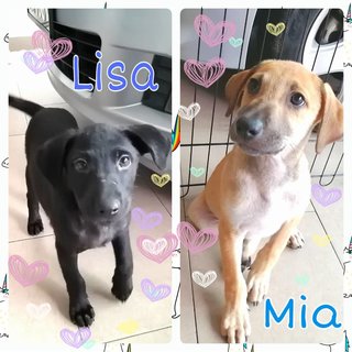 Lisa &amp; Mia - Mixed Breed Dog