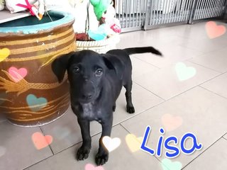 Lisa &amp; Mia - Mixed Breed Dog