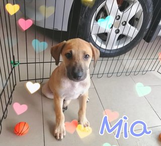 Lisa &amp; Mia - Mixed Breed Dog