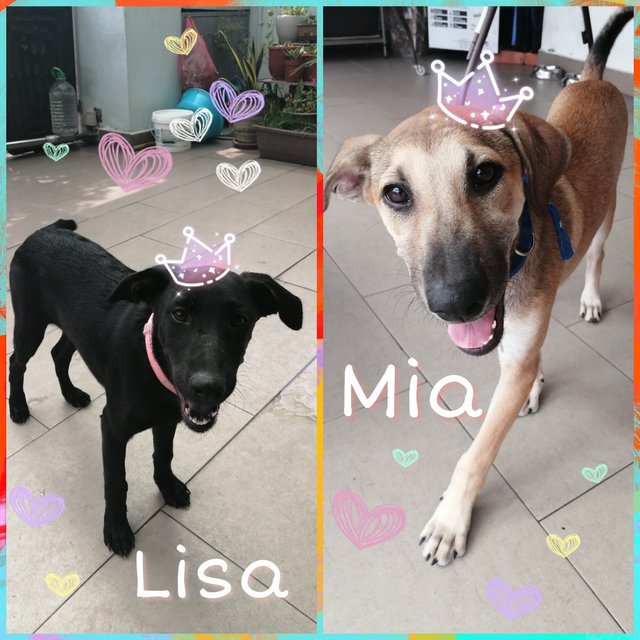 Lisa &amp; Mia - Mixed Breed Dog