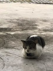 Stray Cat - American Shorthair Cat