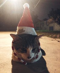 Stray Cat - American Shorthair Cat