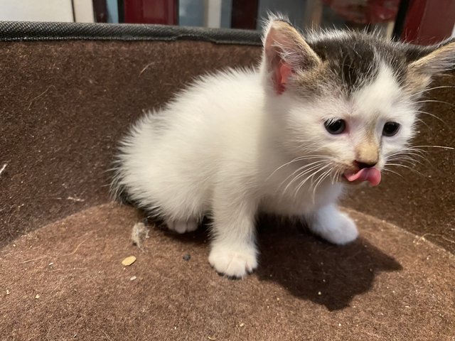 Neptune  - Domestic Medium Hair Cat