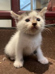 Neptune  - Domestic Medium Hair Cat