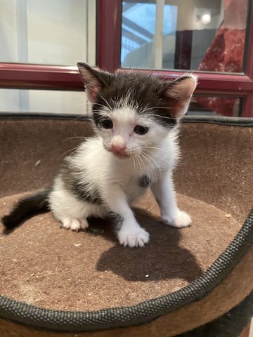 Mercury  - Domestic Medium Hair Cat