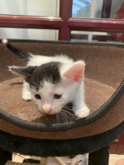 Saturn - Domestic Medium Hair Cat