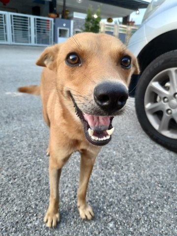 Bailey - Mixed Breed Dog