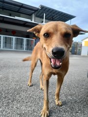 Bailey - Mixed Breed Dog