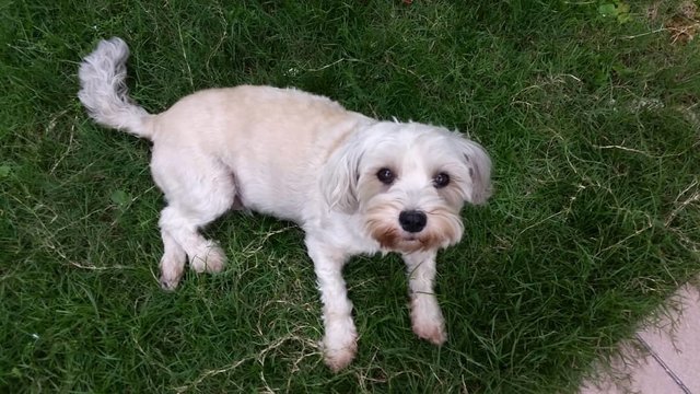 Rosie - Maltese Mix Dog