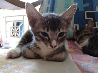 Dark Gray - Domestic Short Hair Cat