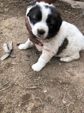 Mushie - Mixed Breed Dog