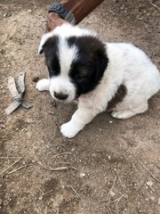 Mushie - Mixed Breed Dog