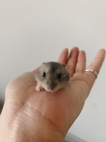 Baby Hamsters - Short Dwarf Hamster Hamster