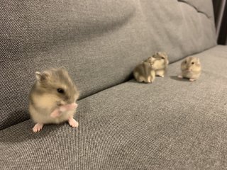 Baby Hamsters - Short Dwarf Hamster Hamster