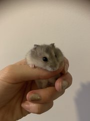 Baby Hamsters - Short Dwarf Hamster Hamster