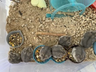 Baby Hamsters - Short Dwarf Hamster Hamster