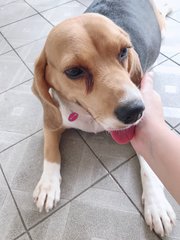 Rosie - Beagle Dog