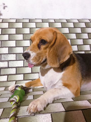 Rosie - Beagle Dog