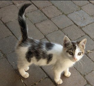 Blink - Domestic Short Hair Cat