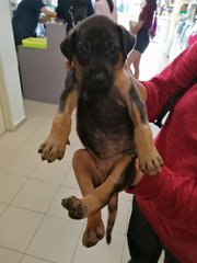 Venus - Rottweiler Mix Dog