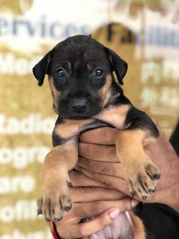 Venus - Rottweiler Mix Dog