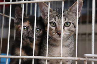 Miki, Mimi &amp; Mini - Bombay Cat