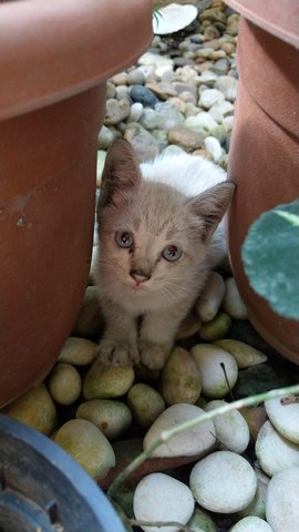 Ning Ning - Siamese + Domestic Short Hair Cat