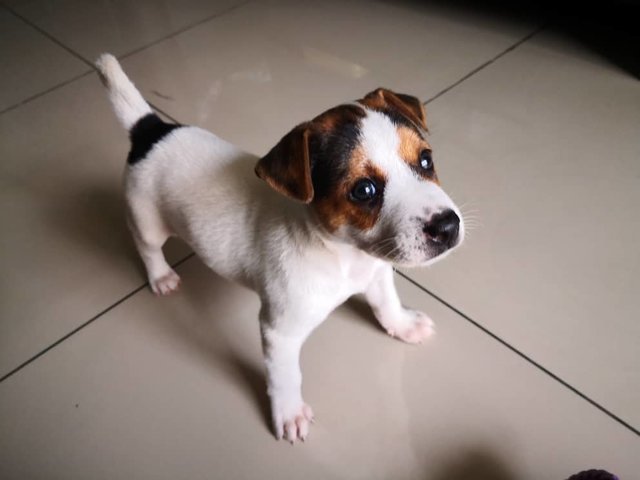 Jojo - Jack Russell Terrier Mix Dog