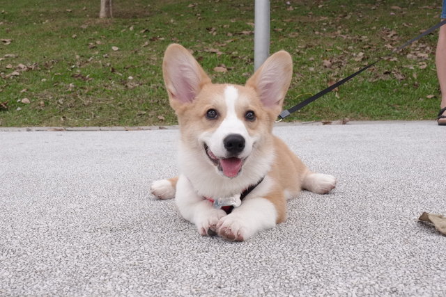 Kaden - Welsh Corgi Dog