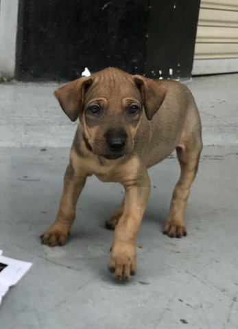 Twinkle - Shar Pei Mix Dog