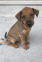 Twinkle - Shar Pei Mix Dog