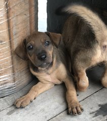 Twinkle - Shar Pei Mix Dog