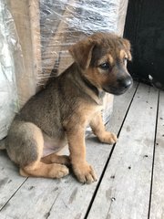 Winkle - Mixed Breed Dog