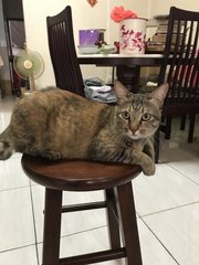 Pao Pao - Domestic Short Hair Cat