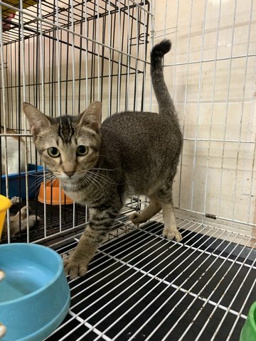 Male 2 - Domestic Short Hair Cat