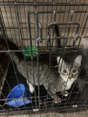 Female 1 - Domestic Short Hair Cat