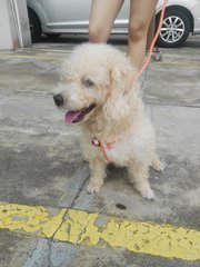 Levi - Poodle + Shih Tzu Dog