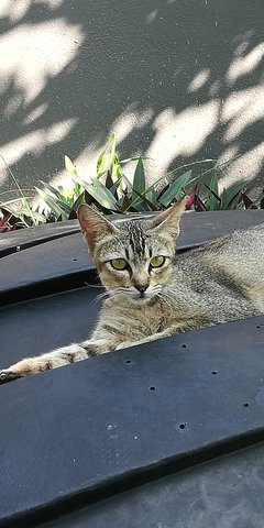 Female Cat - Domestic Short Hair Cat