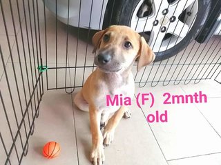 Lisa And Mia - Mixed Breed Dog