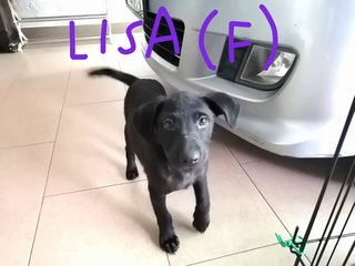 Lisa And Mia - Mixed Breed Dog