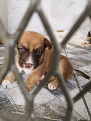 Suriya - Mixed Breed Dog